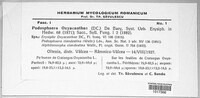 Podosphaera clandestina image
